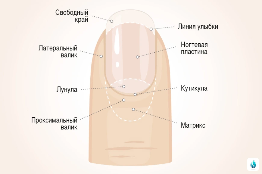 Строение ногтя