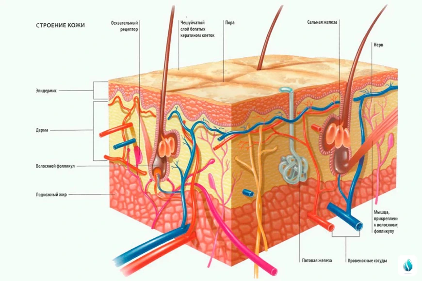 Строение кожи